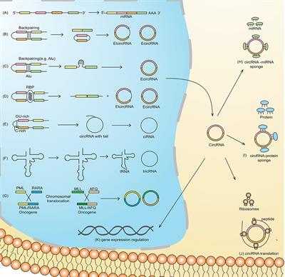 Recent Progress on Circular RNA Research in Acute Myeloid Leukemia